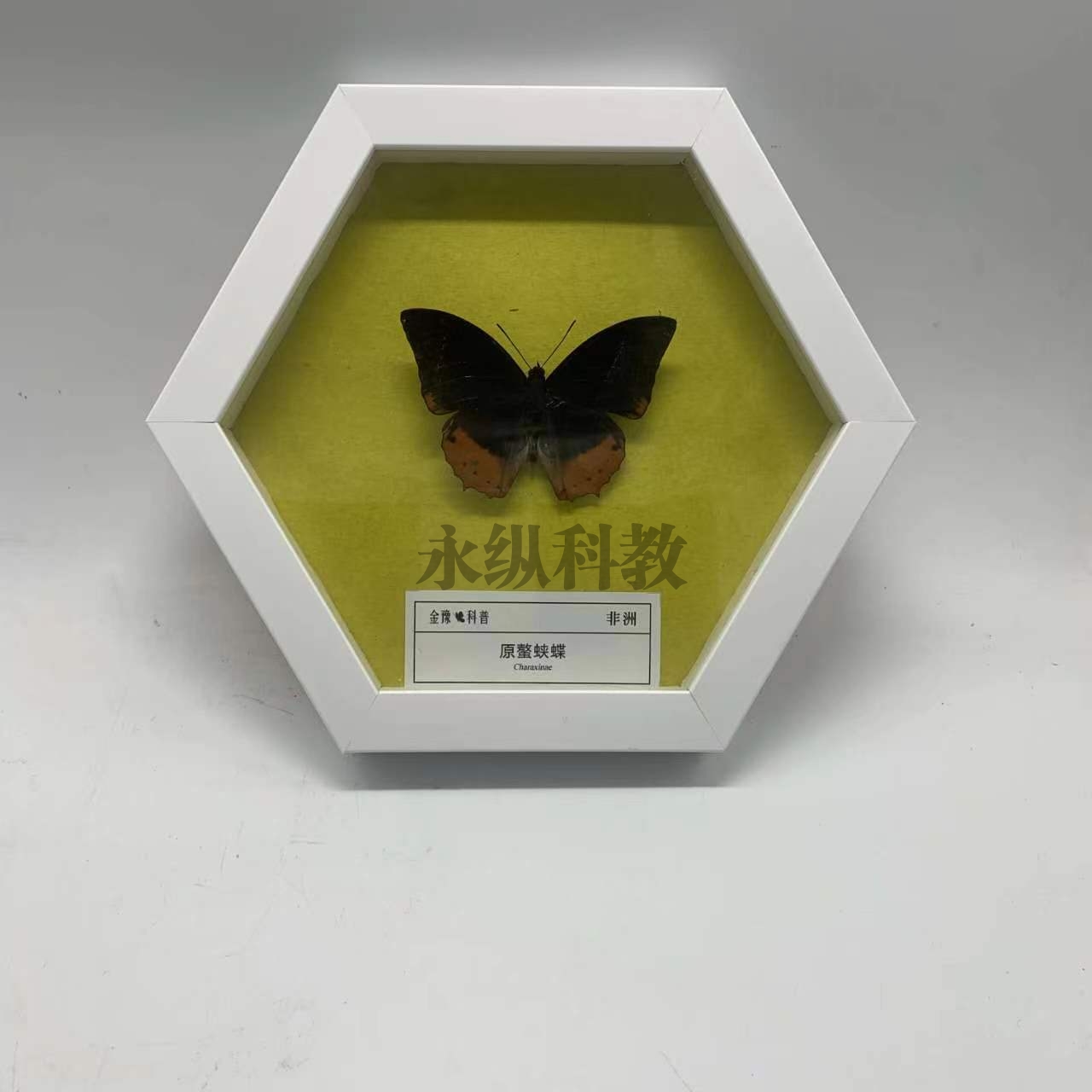 昆蟲(chóng)標(biāo)本