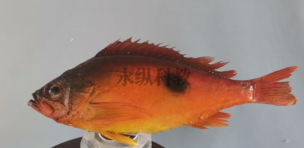 魚(yú)類(lèi)標(biāo)本