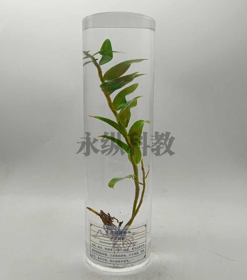 植物浸制標(biāo)本