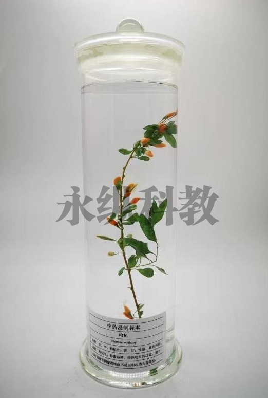 植物浸制標(biāo)本