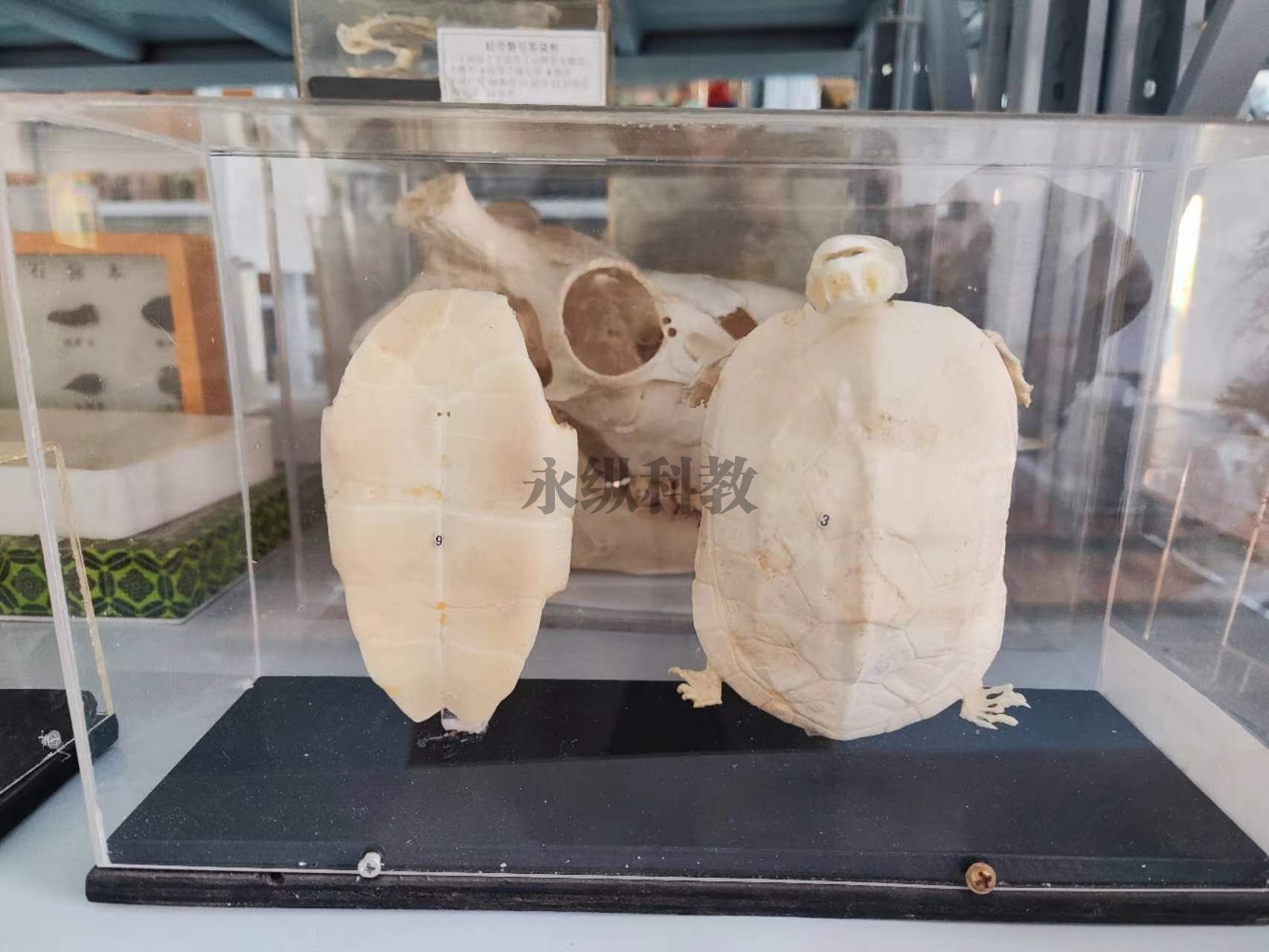 動(dòng)物骨骼標(biāo)本