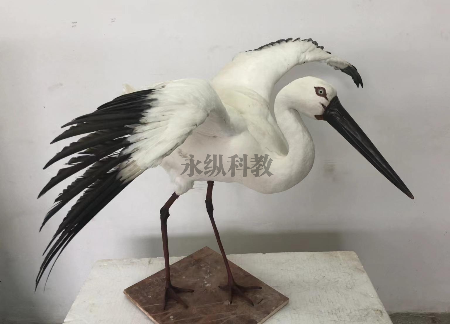 動(dòng)物仿真標(biāo)本