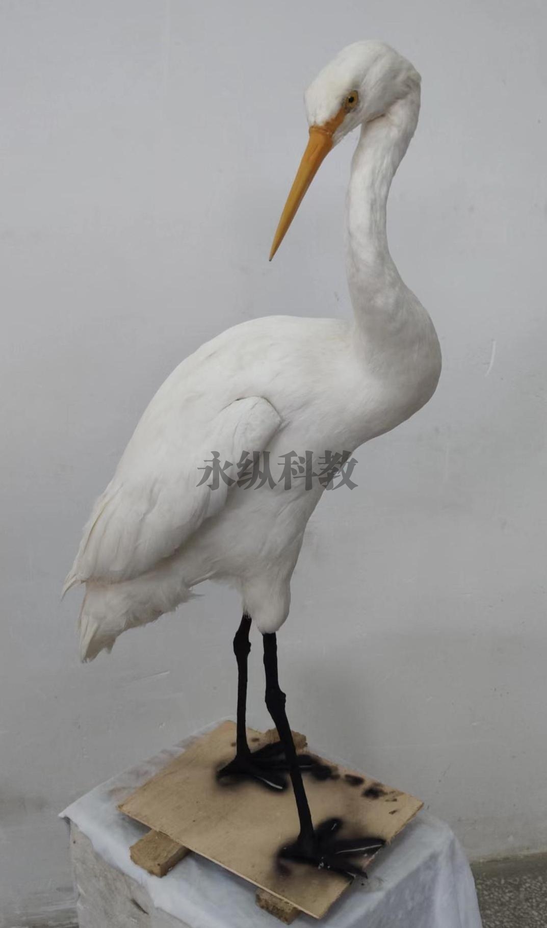 動(dòng)物仿真標(biāo)本