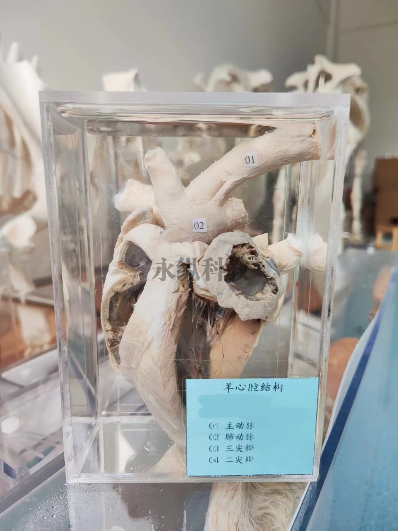 動(dòng)物解剖浸制標(biāo)本