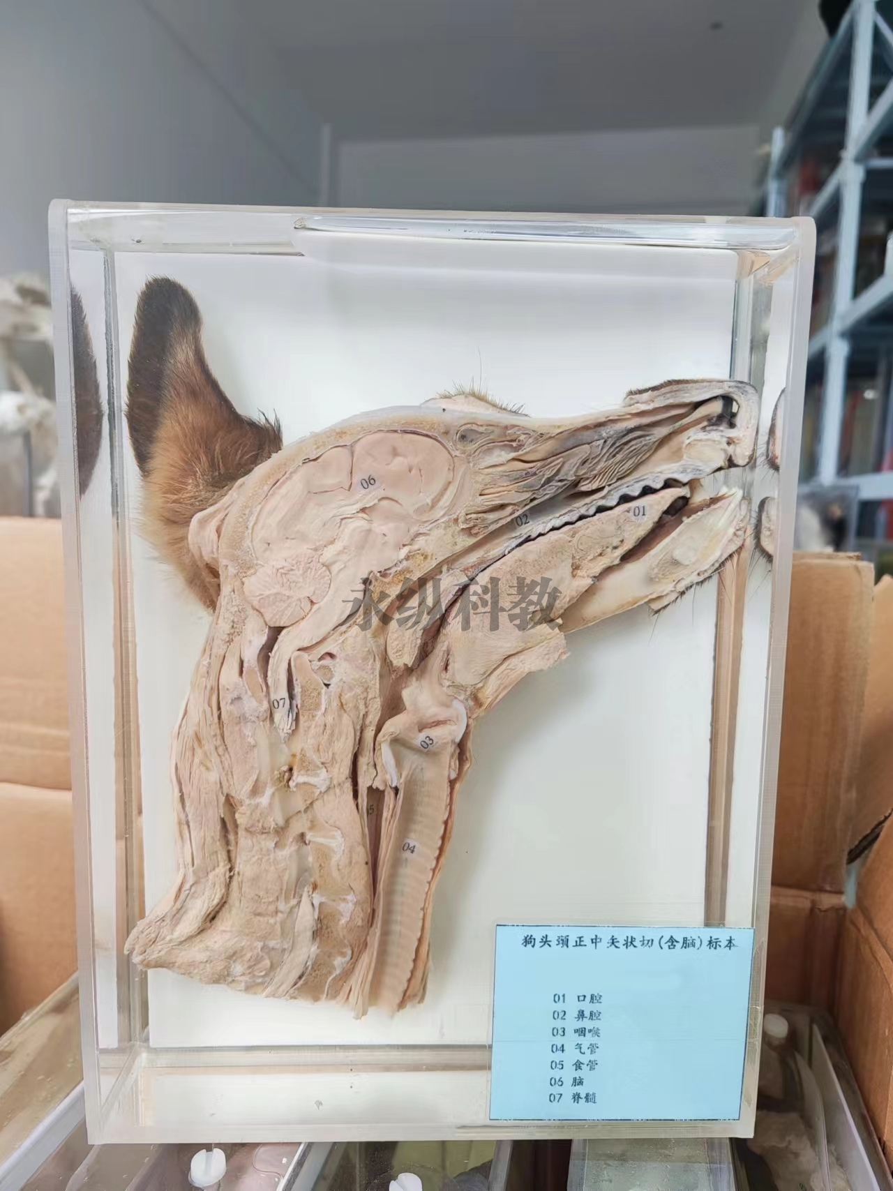動(dòng)物解剖浸制標(biāo)本