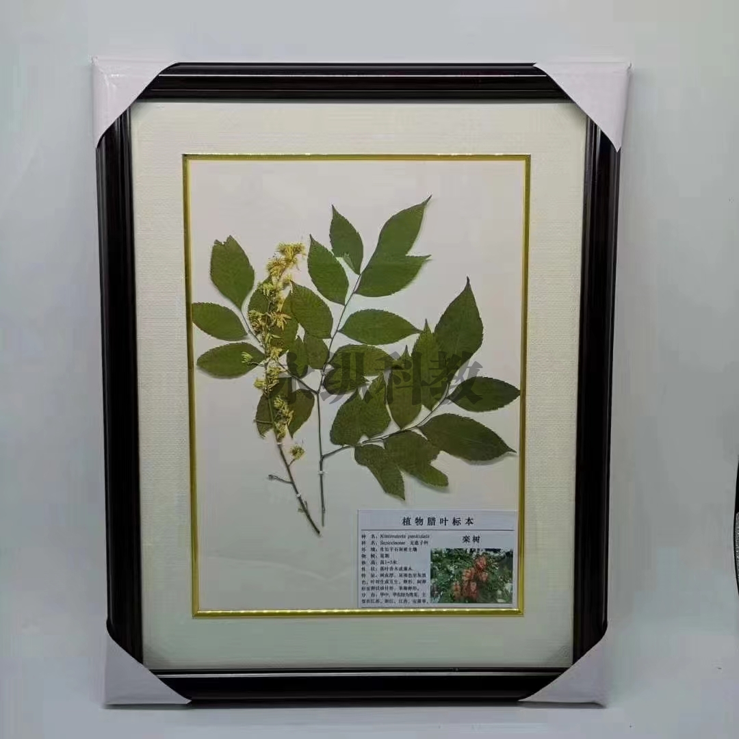 植物臘葉標(biāo)本